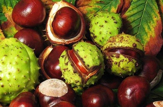 Каштан при гайморите: риски самостоятельного применения